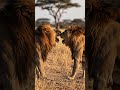 Two Lions Face Off – Jungle Kings Clash! 🦁 #TwoLions #LionFight  #JungleKing #shorts #ytreels#viral