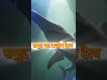 Goblin Shark – समुद्र का प्राचीन दैत्य  | Wild Park | #shorts #shortvideo #ytshorts