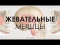 Жевательные мышцы: строение и функции