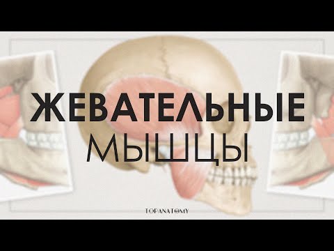 Видео: Какой черепной нерв иннервирует все жевательные мышцы?