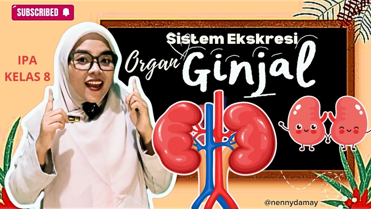 ВЫДЕЛИТЕЛЬНАЯ СИСТЕМА: «Функция почек и процесс образования мочи, о которых вы должны знать!»