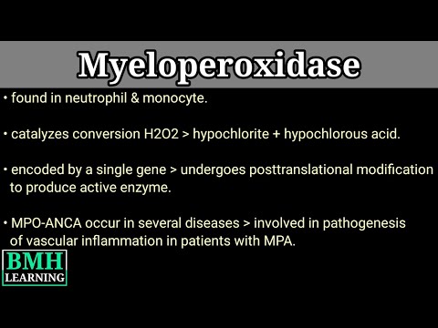 Mieloperoxidáz enzim | MPO enzim |