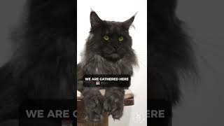 2023 Funniest Cats Compilation 😂 | Cute Maine Coons | TikTok by SlowBlink Maine Coons 685 views 8 months ago 1 minute, 53 seconds