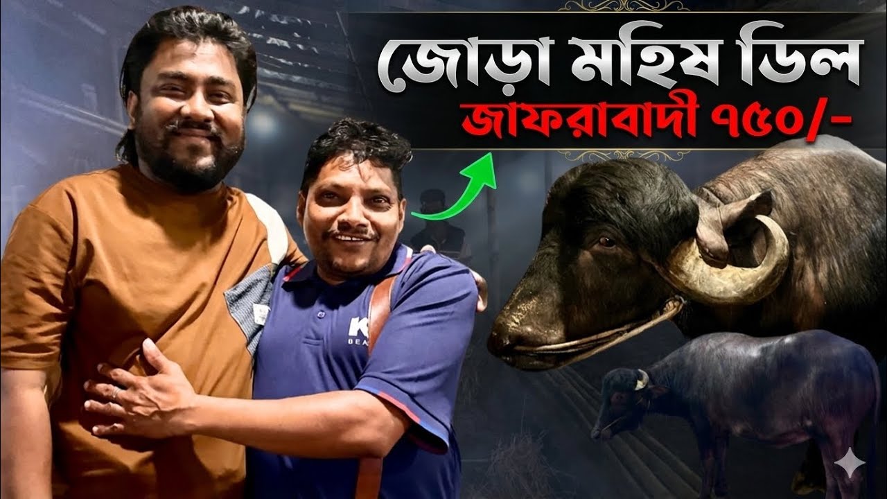 গাবতলী হাটে আকরাম ও নয়ন ভাই নিলেন জাফরাবাদি মহিষ | উজ্জল ভাইয়ের ২ ডিল | Buffalo Price Bangladesh