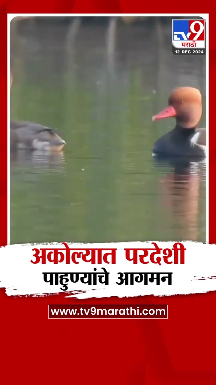 Akola Birds News | अकोल्यात थंडीत परदेशी पाहुण्यांचे आगमन |  tv9 Marathi