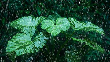 Relax with Rainstorm on Forest Leaves | White Noise Rain Sounds for Sleep