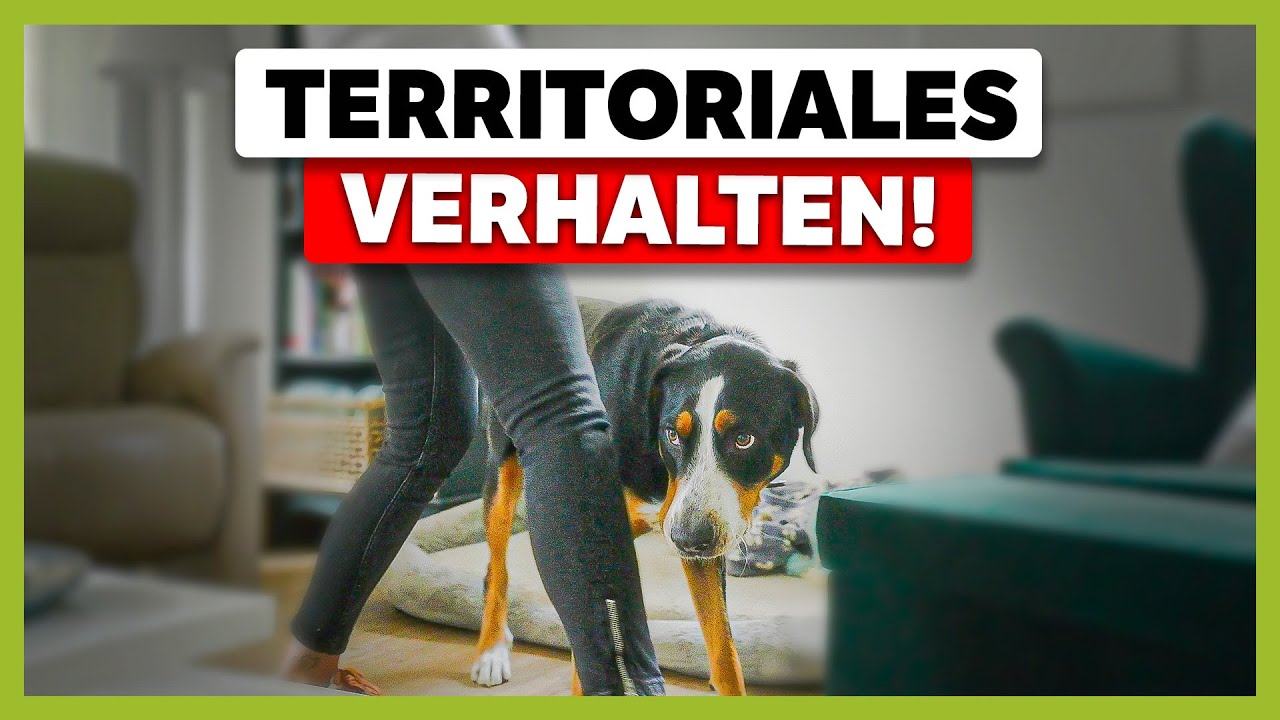 Hund VERBELLT den BESUCH: So setzt du ihm konsequent Grenzen!