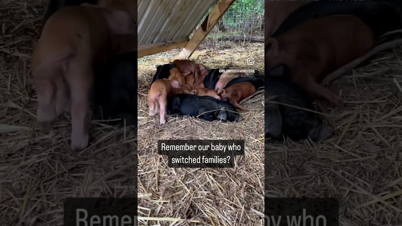 We were afraid that she would get rejected, but they  all just became one big cuddling family ❤️🥰❤️