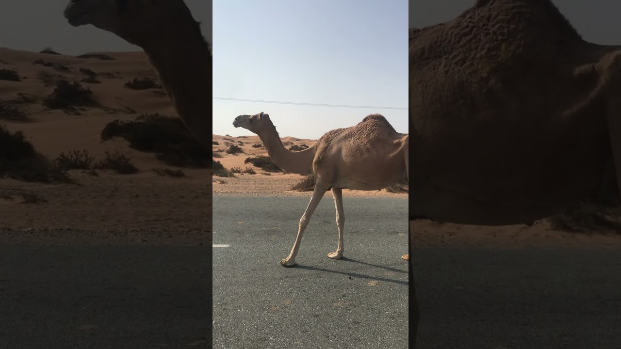 Pooping Camel 😅😂💩 #shorts #shortvideo - YouTube