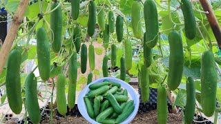 Great methods for growing cucumbers this summer for your family. Large &amp; crunchy fruit