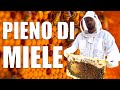 ISOLIAMO le REGINE ðŸ dopo la visita in APIARIO