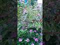নয়নতারা ফুলের বাগান 💐💐# shorts # shortvideo  # garden # nature