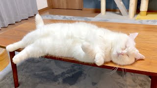 ポムさんに尿結石が見つかりました…。