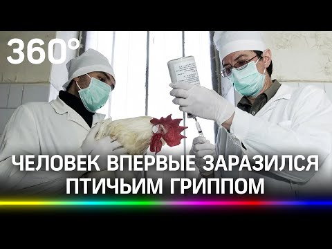 Новая пандемия? Человек впервые заразился птичьим гриппом H5N8 на юге России