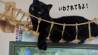トラ猫ゴロー ゴローを焦らしてにゃぁぁぁ 【4猫暮らし1277s】 - YouTube