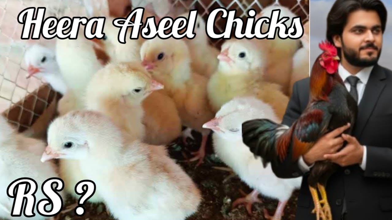 Pure White Heera Aseel Chicks For Sale | Premium Quality | Rs?