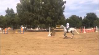 6yo Holsteiner gelding show 2