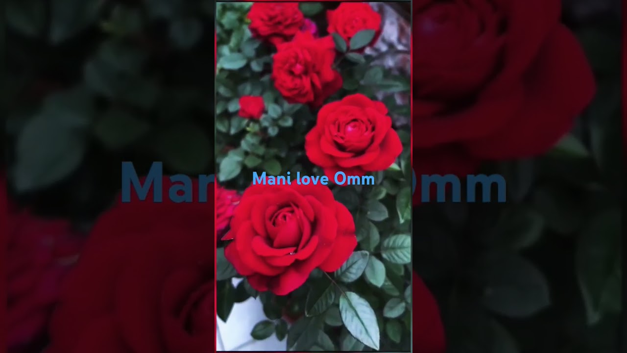 Happy rose day to all 