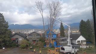Trinity St. Vancouver Tree Cutting (Part 3 of 4)
