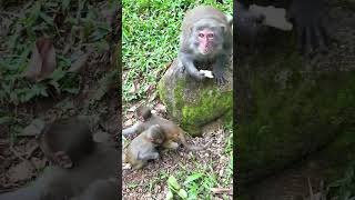 Mother Monkey Looks After Her Baby While Eating.
