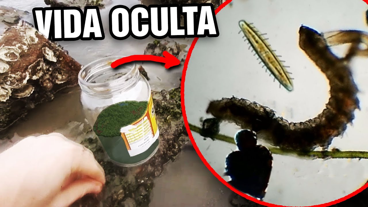 Procurando o TARDÍGRADO MARINHO