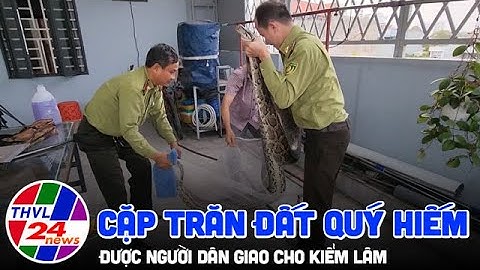 Người dân giao cặp trăn đất quý hiếm cho kiểm lâm