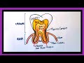 tooth anatomy diagram|parts of tooth drawing|how to draw structure of tooth