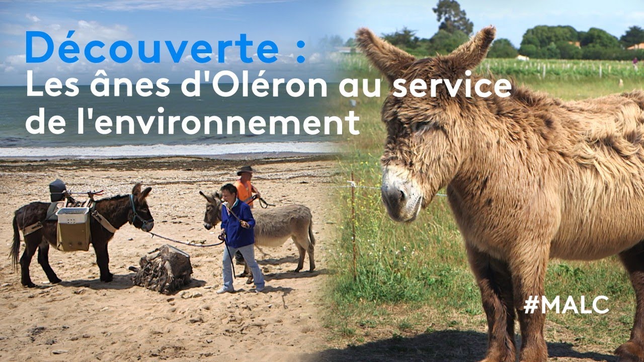 Découverte : les ânes d'Oléron au service de l'environnement