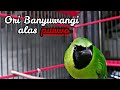 Cucak ijo alas purwo banyuwangi gacor | Full isian