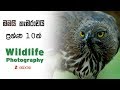 ප්‍රශ්ණ 10ක් -  Wildlife Photography සිංහලෙන් (with Prasad Hapuarachchi & Sumith Bandara ) - 02 කොටස