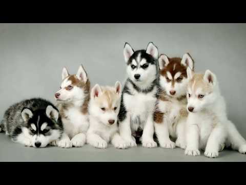 BEAUTIFUL SIBERIAN HUSKY DOG PHOTOS AND PICTURES