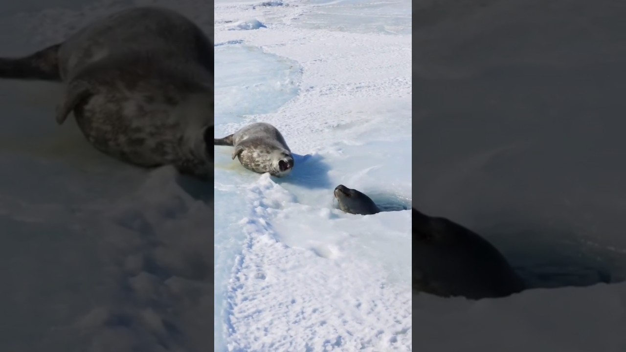Heartwarming Moment: Weddell Seal Mom Teaches Her Pup to Swim 