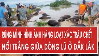 Rùng mình hình ảnh hàng loạt xác trâu chết nổi trắng giữa dòng lũ ở Đắk Lắk