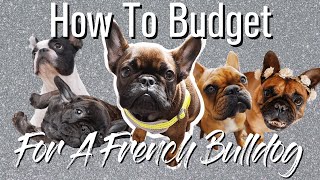 How To Budget For a French Bulldog + FULL Price Breakdown by The French Bullvlog 2,094 views 3 years ago 7 minutes, 38 seconds