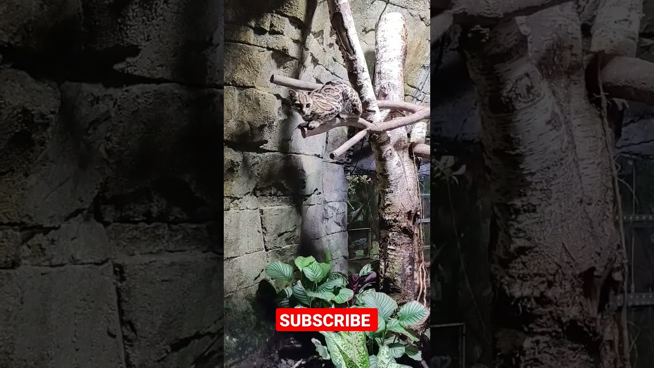 Margay is a agile acrobat cat with a long tail. 