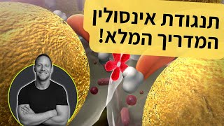 מהי הדרך הבטוחה לירידה באחוזי השומן בלי לפגוע בשריר | תנגודת אינסולין