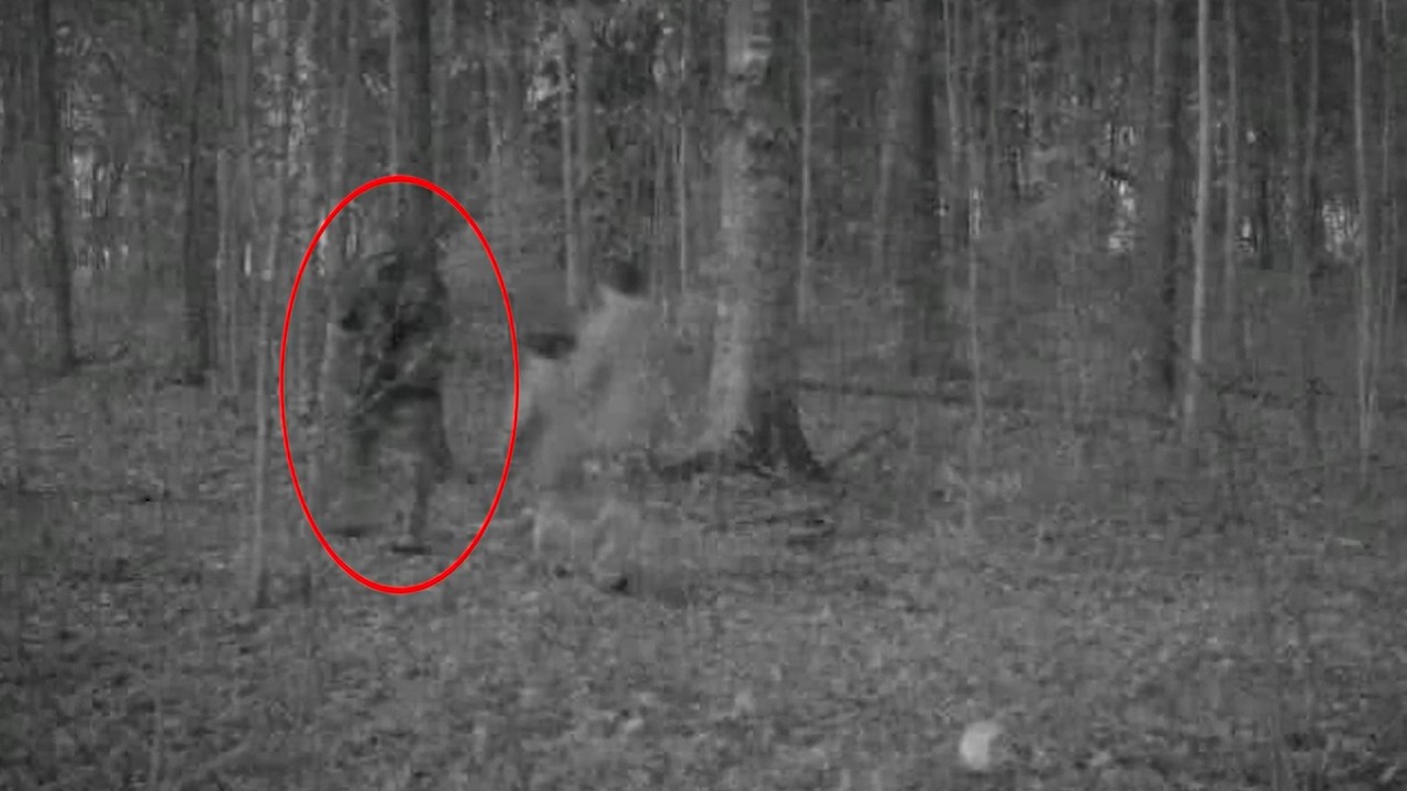 Was die Wildkamera im Wald von Tennessee aufnahm...