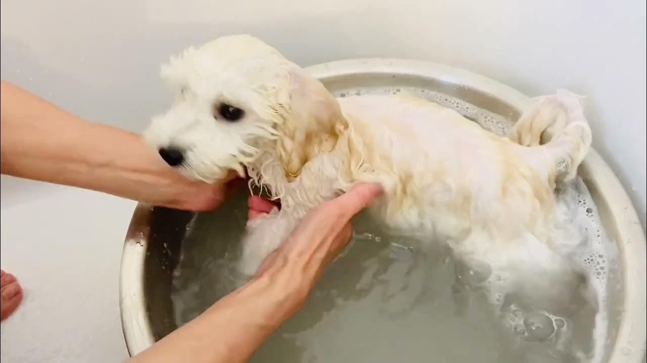 Bichon Bennie Ten steps to bathe a puppy?!! YouTube