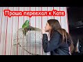 VLOG Проша переехал к Кате. Я решила разыграть 1000 долларов