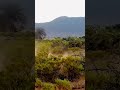 Lion on the hunt - all survived! #lion #africanwildlife #safari  #conservation #flashtourusa