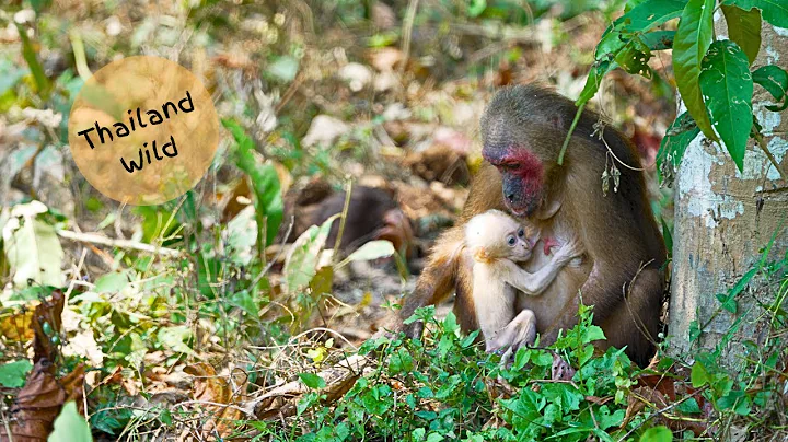 Stump-tailed Macaques in Kaeng Krachan NP, Thailand
