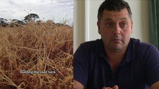 Perennial Pastures in the Eastern Wheatbelt of Western Australia