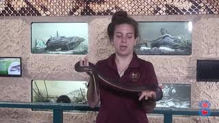 Mexican Burrowing Pythons With The Memphis Zoo