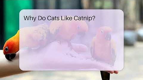 Why Do Cats Like Catnip? - PetGuide360.com
