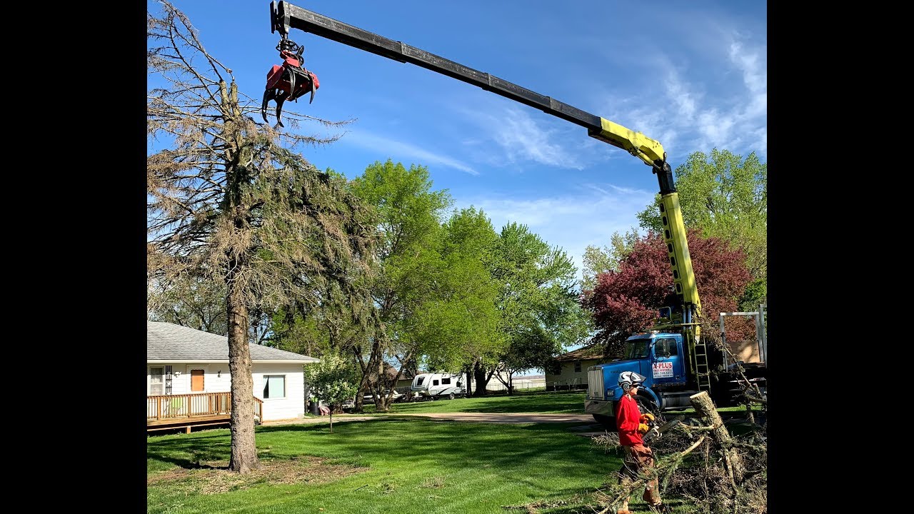 Grapple Saw Truck - Dying Spruce Removal - YouTube