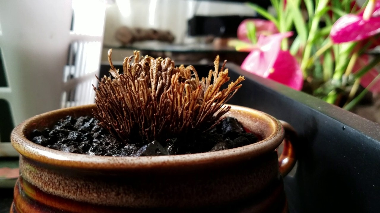 Selaginella lepidophylla