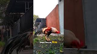 Ayam Pama Bukan Pakoy Birma  Pama Adalah Penyebutan Untk Jenis Birma Di Thailand aydanama pamaiq