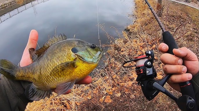 The Best Bluegill Bait for Catching More Fish 