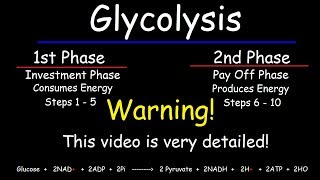 Glycolysis - Biochemistry