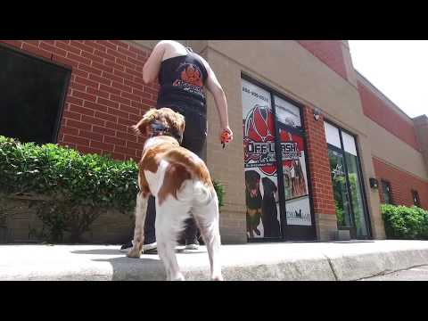 brittany-spaniel-beauregard-l-incredible-obedience-l-dog-training-hampton-roads